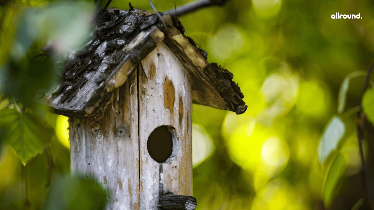 Easy Cookie Cutter Bird Feeders for Kids