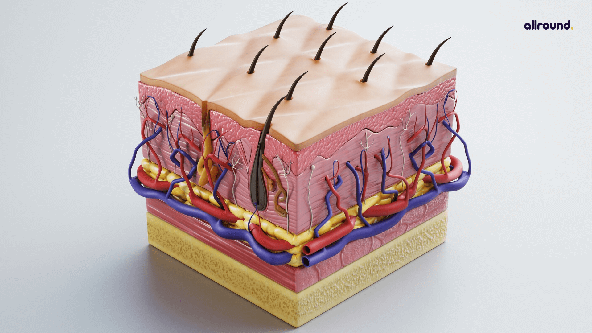 Integumentary System Model Project